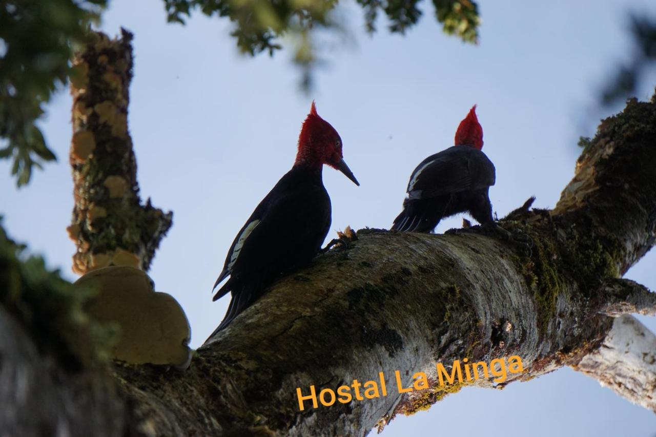 Hostal La Minga Chaitén Zewnętrze zdjęcie